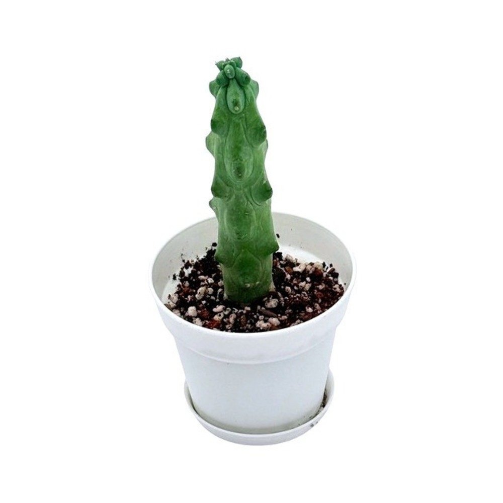 Rare Booby Cactus Myrtillocactus Fukurokuryu 8" Rooted Succulent Bare Root Plant